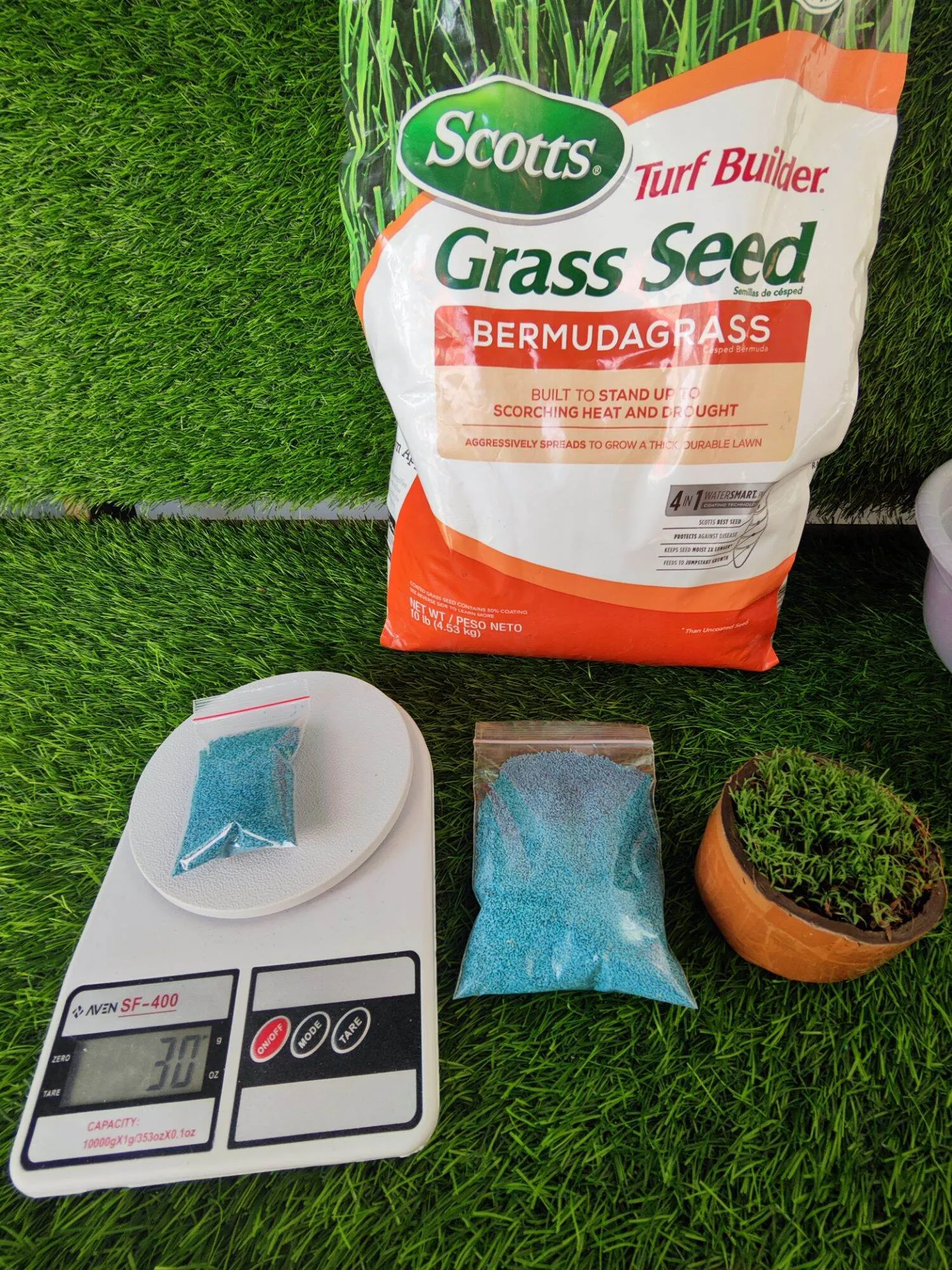 jual benih rumput jepang